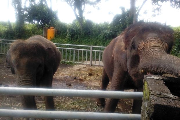 Empat Gajah di Bali...