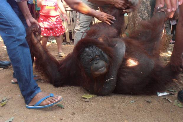 Direktur COP Sebut Orangutan...
