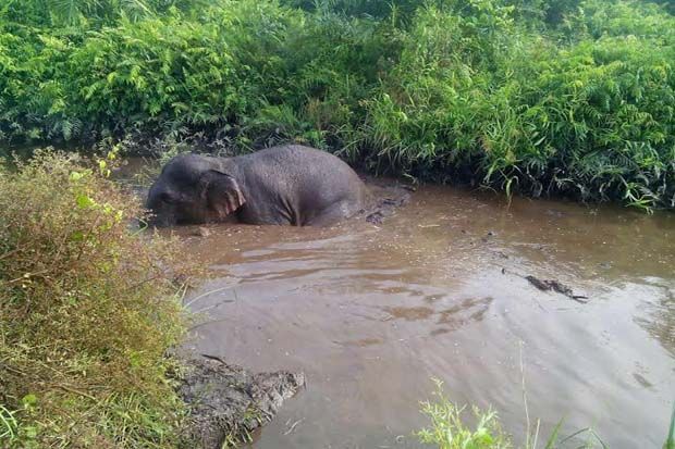 Gajah Liar Terjebak...