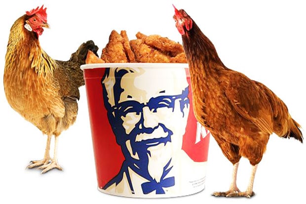 Choking, Chicken Eating...
