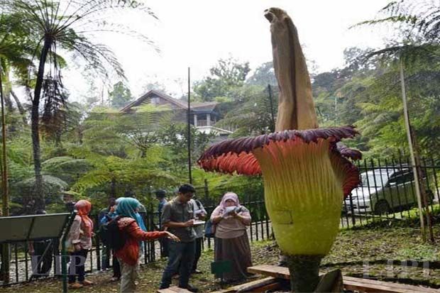 Waw, Bunga Bangkai di...