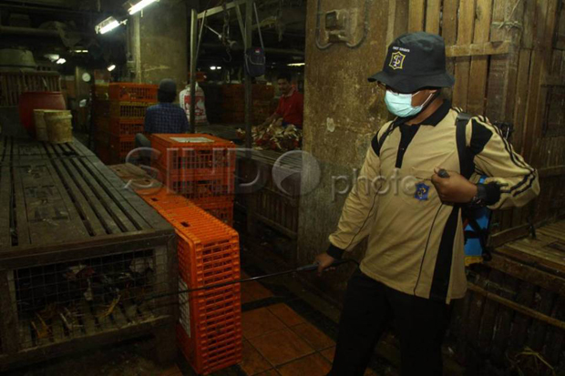 Waspada Flu Burung,...