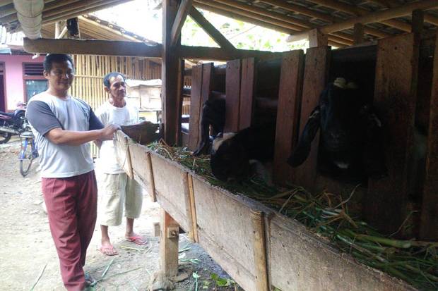 45 Kambing di Gunungkidul...