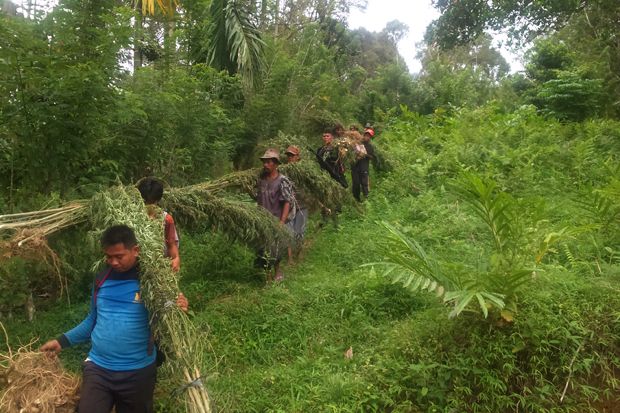 289 Hektare Ladang Ganja...
