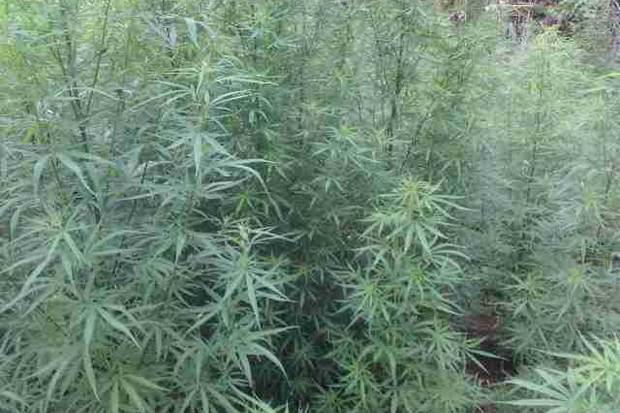 Ladang Ganja Seluas...