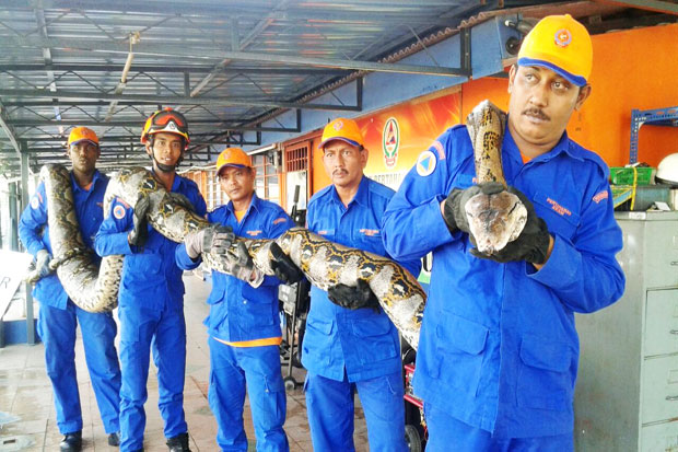 Penang Island Python...
