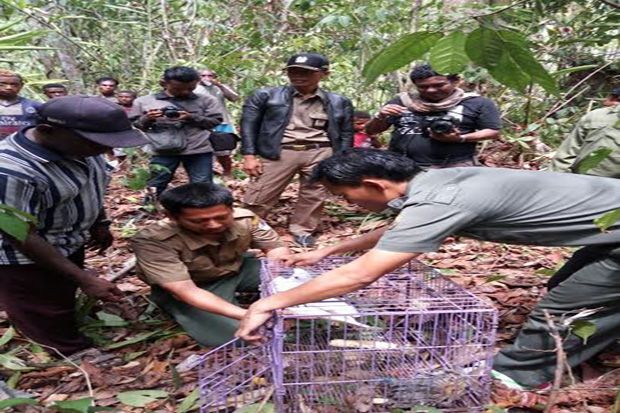 BKSDA Lepas Burung Langka...