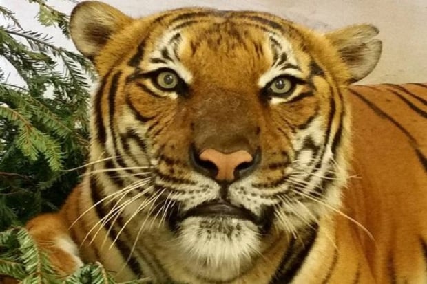 Harimau di Bonbin Florida...