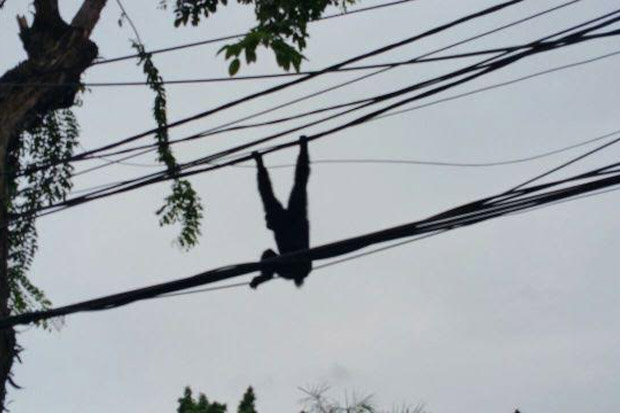 Lepas Kandang, Siamang...