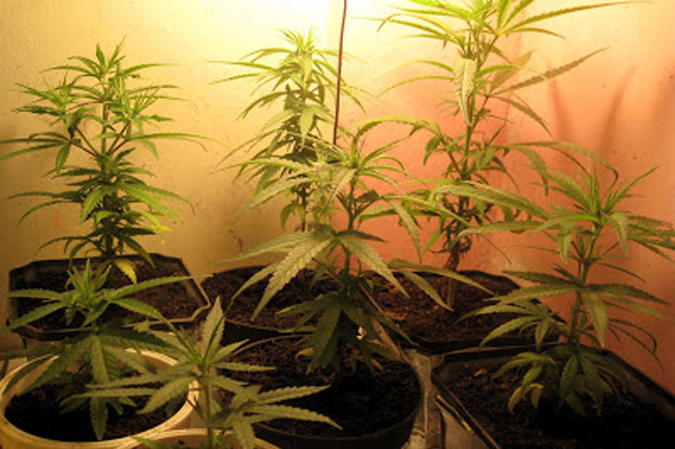 Tanam Ganja di Apartemen,...