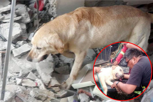 Anjing Penyelamat Mati...