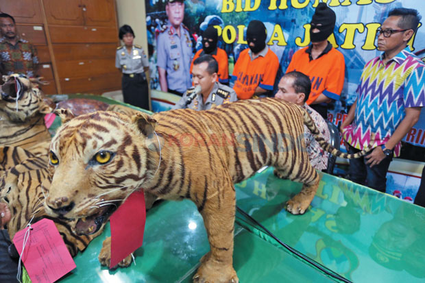 Curi 3 Macan di Cilandak,...