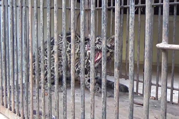 Ada Macan Dahan di Dapur...