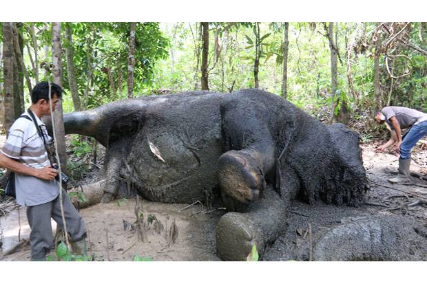 Gajah Tewas, Kinerja...