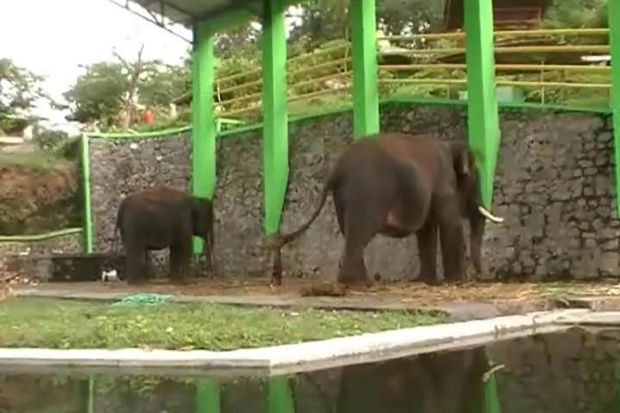 Gajah Jantan Mengamuk...