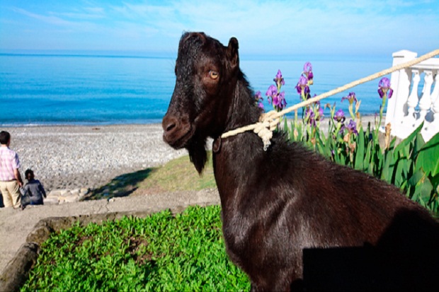 Kambing Hitam di Rusia...