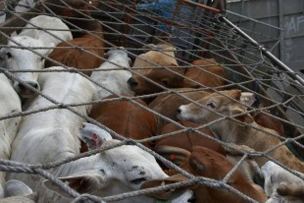 RNI Impor Sapi Perdana...
