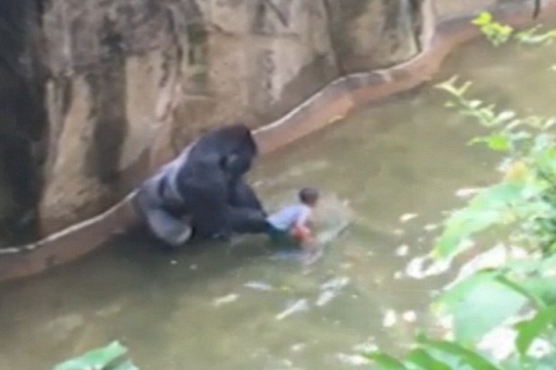 Pembunuhan Gorila Harambe...