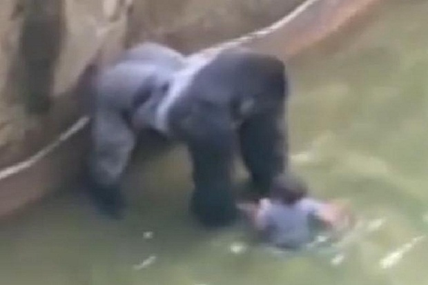 Gorila Harambe yang...