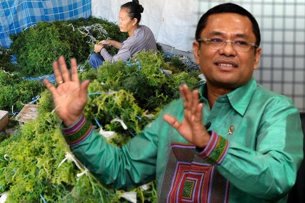 Hilirisasi Rumput Laut...