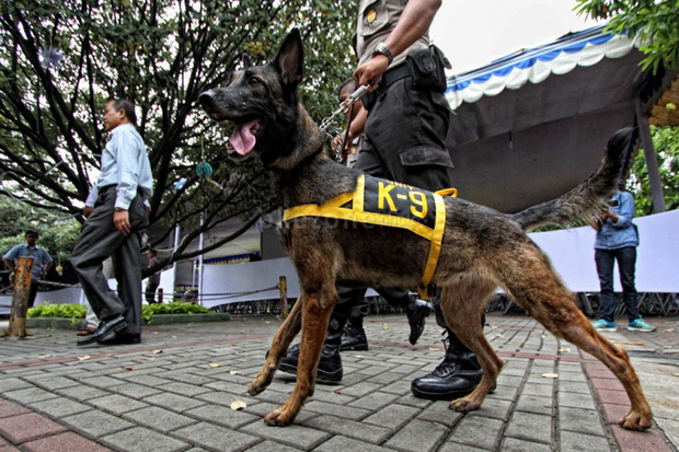 BNN Setop Impor Anjing...