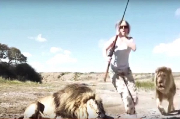 Video: Singa Afsel Balas...
