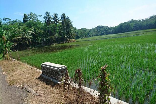 150 Hektare Sawah Warga...