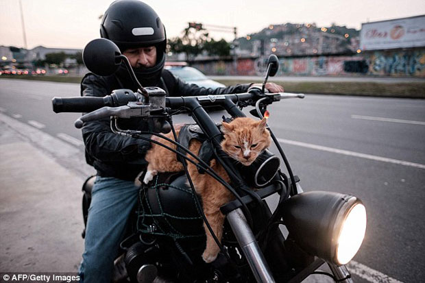 Kucing Ini Setiap Hari...