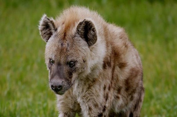 Hyena Serang Wajah Remaja...