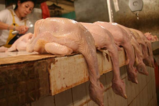 Harga Daging Ayam Tembus...