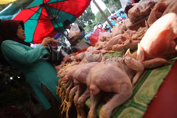 Harga Daging Ayam di...