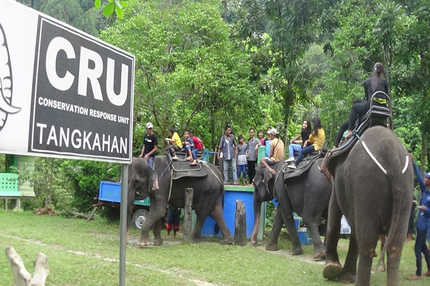 Serunya Memandikan Gajah...