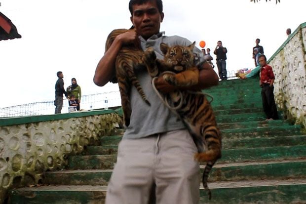 2 Anak Harimau Sumatera...