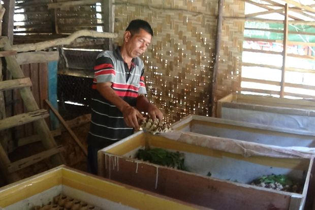 Meraup Rupiah dari Jangkrik