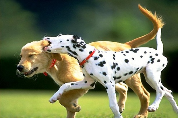 Anjing Neneknya Diperkosa,...