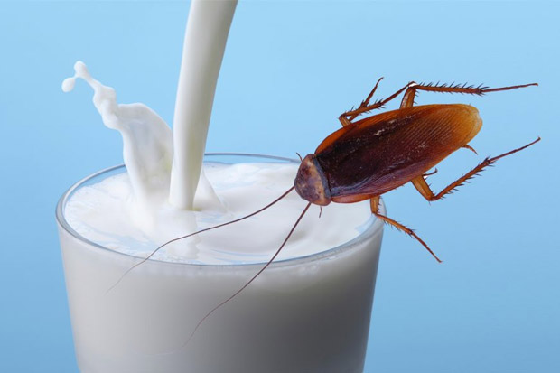 Susu Kecoak, Suplemen...