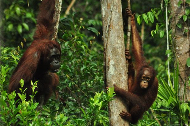 Orangutan Jadi Maskot...