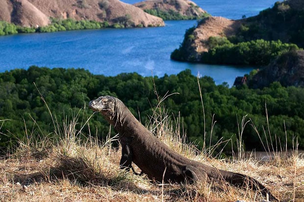 Pulau Komodo Jadi Salah...