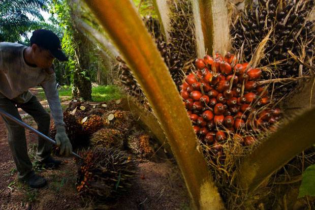 Petani Sesalkan Kampanye...
