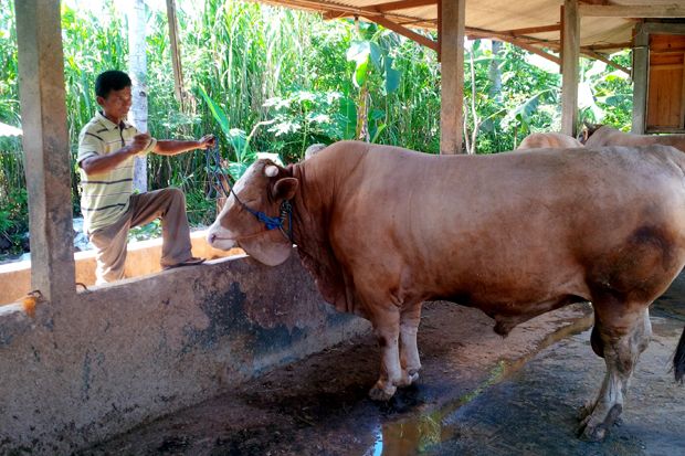 Sapi Berbobot 1,3 Ton...