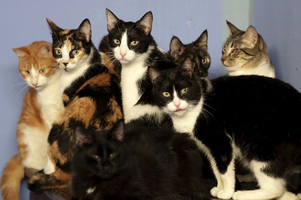 Pelihara Kucing Bantu...