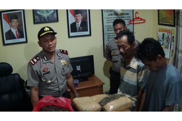 24 Kg Ganja Diamankan...