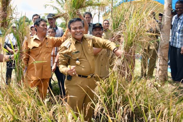 Sistem Tanam Pindah...