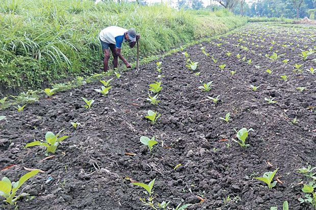 YLKI: Petani Tembakau...