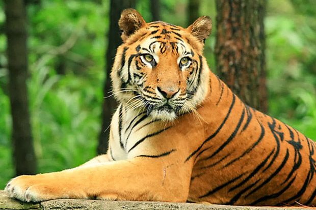 Harimau Jawa Diduga...