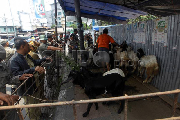 Jelang Idul Adha, Ahok...