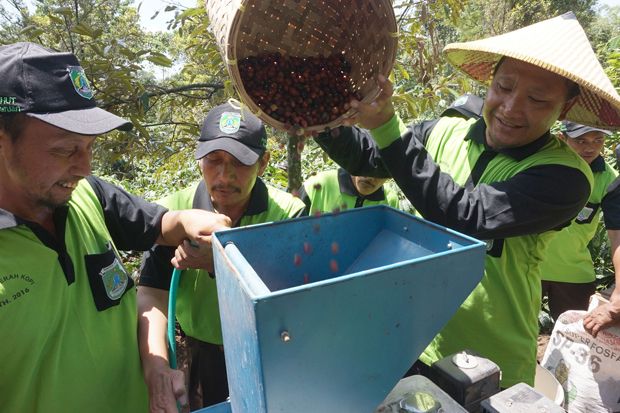 Petani Kopi Desak Pemkab...