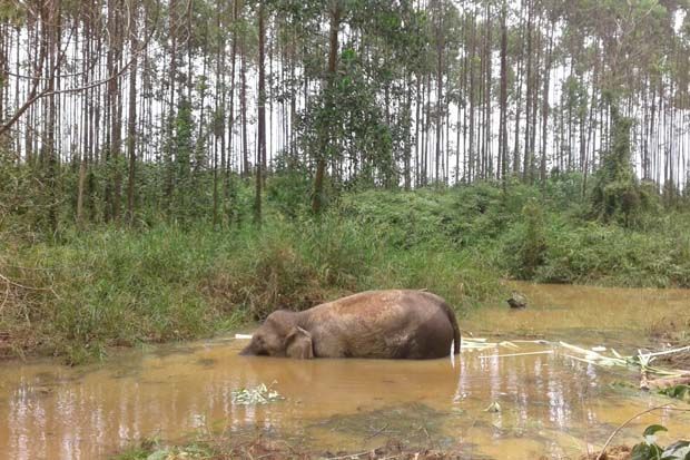 Bangkai Gajah Dievakuasi...