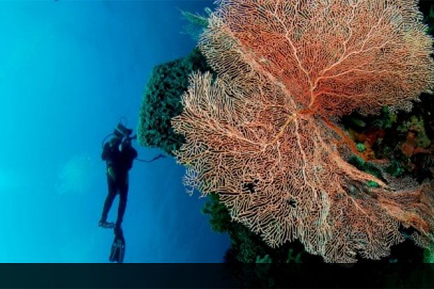 Wakatobi Bakal Luncurkan...