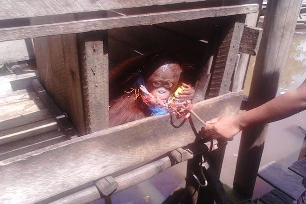 Bupati Barito Timur...